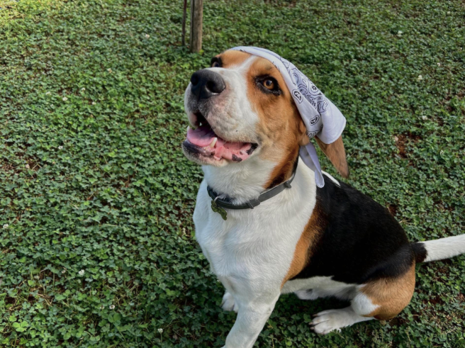 Vacanze Pet Friendly Tutto l’Anno: Destinazioni ed Eventi Imperdibili