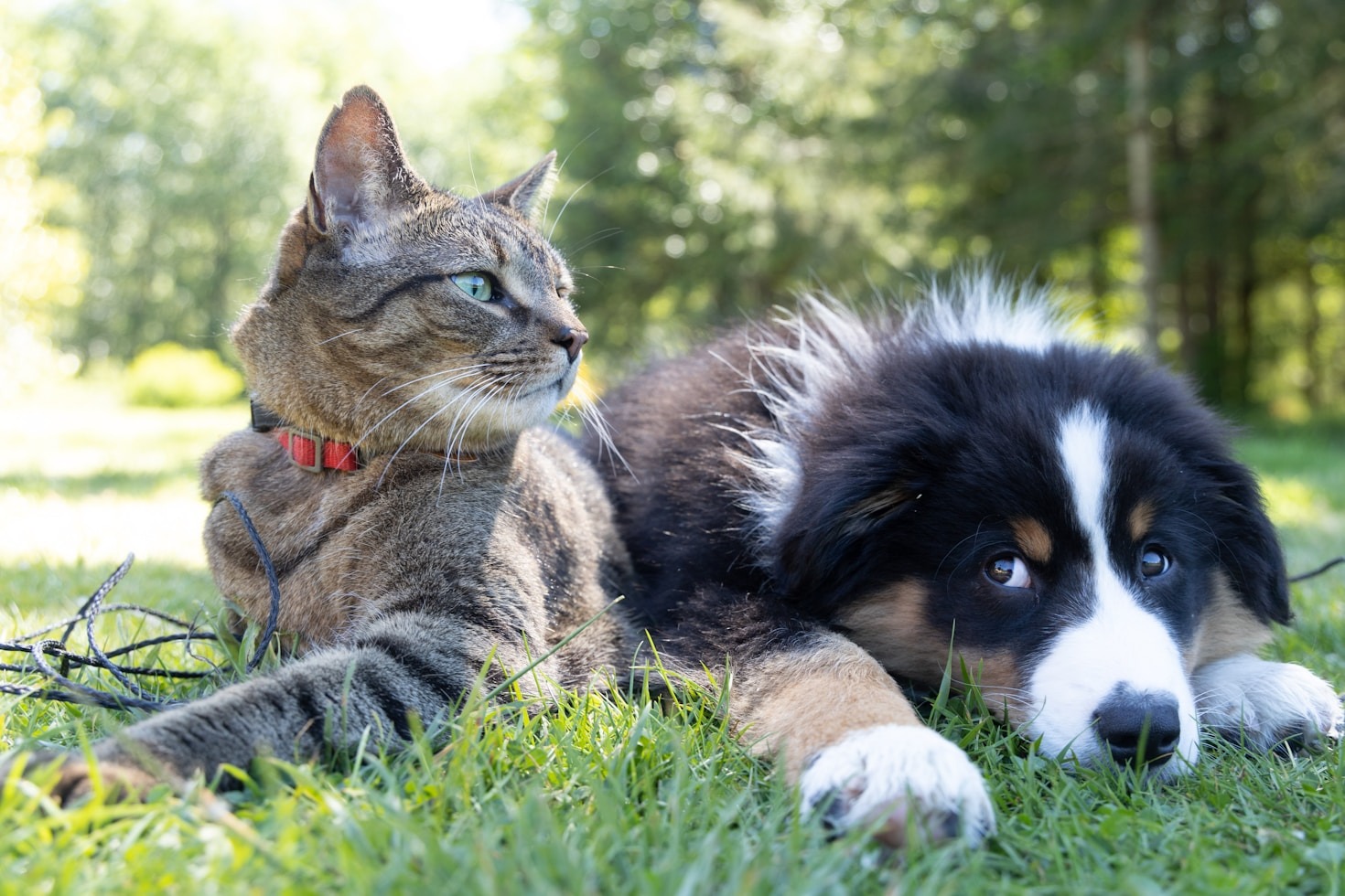 I benefici della pet therapy nella vita quotidiana di uomini e donne impegnati